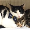 子猫の里親募集中！！千尋ちゃん♪ サムネイル4