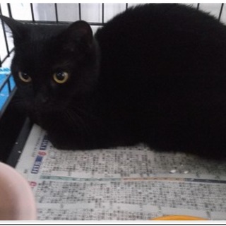寒い北見保健所にいる黒猫ちゃん