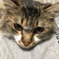 お膝大好きふわふわ長毛猫※一旦募集を締め切ります。