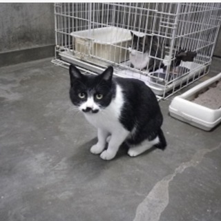 飼主放棄です