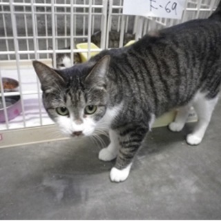 飼主放棄です