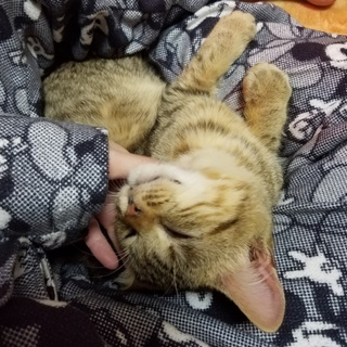 べた慣れ！人が大好きなキジトラ