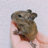 のこちゃ さん