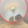 はらぐう