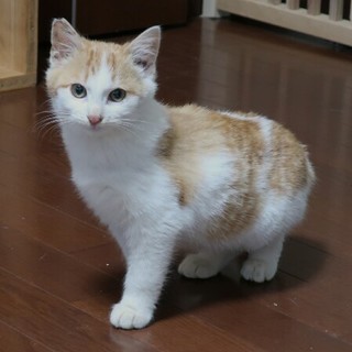 フコフコみかん君家族募集中