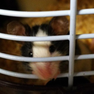 【急募】パンダマウス♂5ヶ月