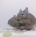 ちょうど1歳！おしどり夫婦デグーちゃん達♡