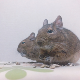 ちょうど1歳！おしどり夫婦デグーちゃん達♡