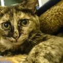 生後4ヶ月猫☆サビ♀