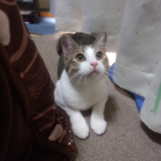 里親様決定⚫元気な男の子・ふく君です