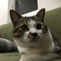 ウニ