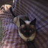 こたつの中ではなくてこたつ布団の上にいます。