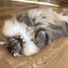 ロブスター