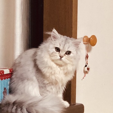 冬毛でモフモフです。