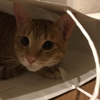 くらげ
