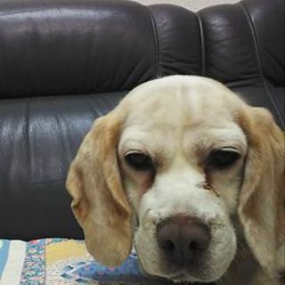 甘えん坊で人が大好き♪ビーグルミックスの女の子♡