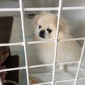 人懐っこいポメ×ペキMIX 