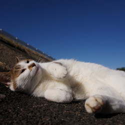 脱走猫を捜索しています。