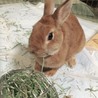 もねノア