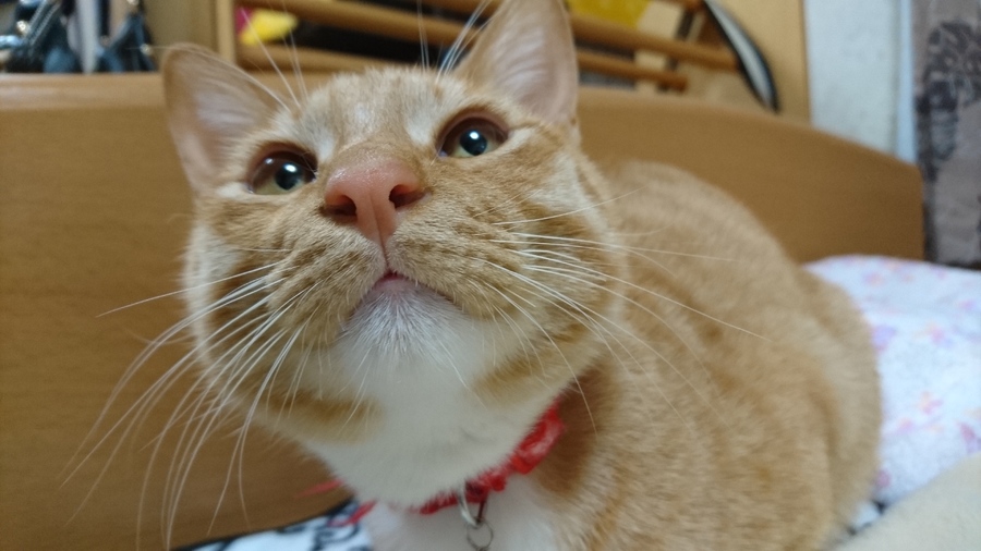 シュウ酸カルシウムに対応」香川県 - 猫の里親募集(188496 