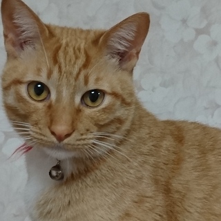 シュウ酸カルシウムに対応可なゾエ坊