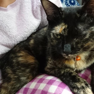 デレンデレンなローゼちゃん