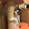 おめめ、くりくり。大人しい猫です