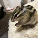 0歳のシマリスです！