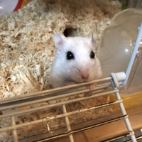 ぺろ
