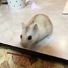 むぎ