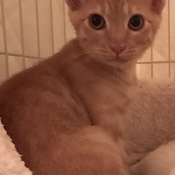 1月21日(日)に愛知県豊川市で譲渡会！