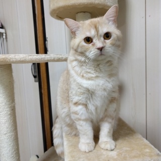 ブリティッシュショートヘア？クリーム色男子！