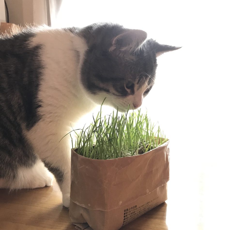 スアレスのカバー写真
