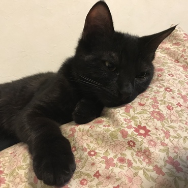 うにちゃん すっかり家に慣れてリラックス