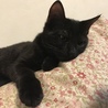 うにちゃん すっかり家に慣れてリラックス
