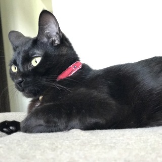 黒猫 甘えた黒猫ちゃん