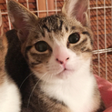 一重男子！かわいいキジトラ♂