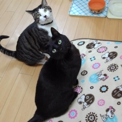 「１月近況」サムネイル2