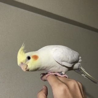 オカメインコの里親募集
