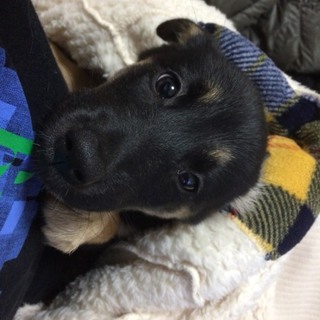 宮古島で保護！生後5か月子犬里親募集