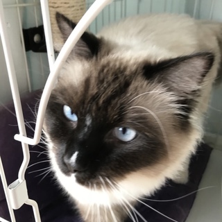 里親決定しました！