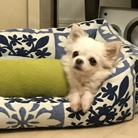 双葉