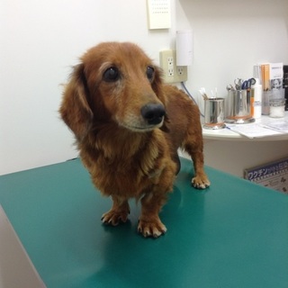 病気で、捨てられてました。家族にして頂ける方！！