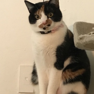 オケツ上がり急上昇中！ジャパニーズミケ。