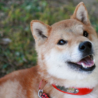 小振りでフレンドリーな柴犬