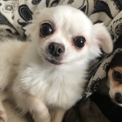 パパがいない時は…