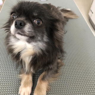 ブルーの女の子です。