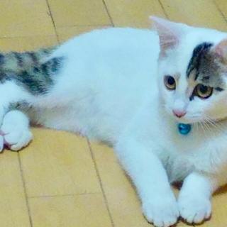 3か月半（去勢済み）可愛い男の子と女の子兄妹