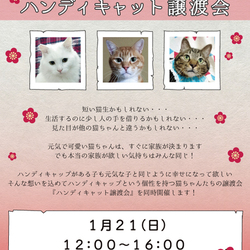 ねこざんまい・ハンディキャット譲渡会@東日本橋