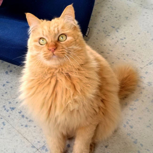 ゆきぴょんぴょんのカバー写真